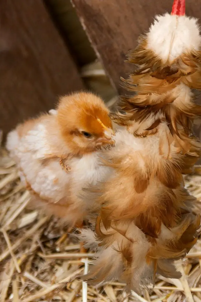 How to calm a stressed baby chick. USE A FEATHER DUSTER AS A SURROGATE MOTHER FOR A LONELY BABY CHICK.