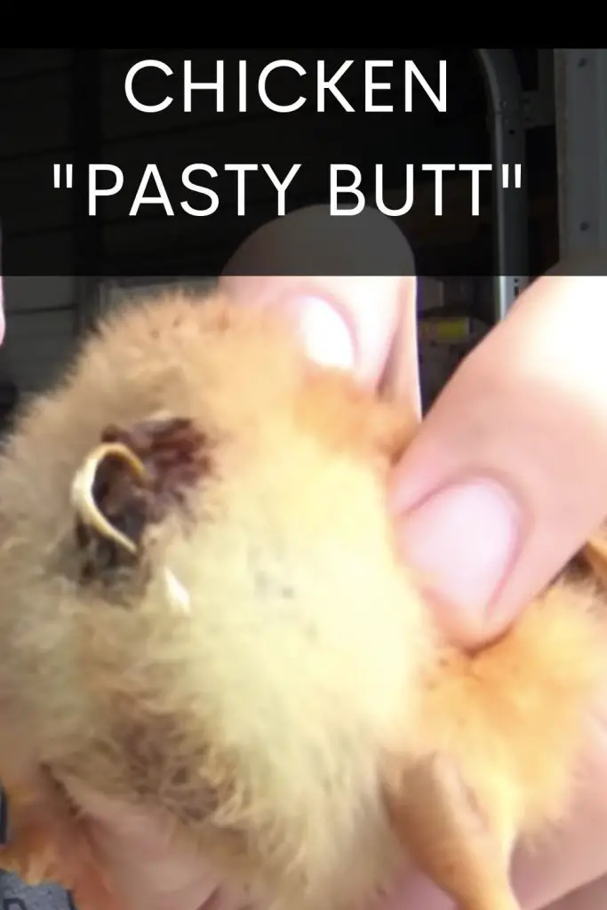 What is chicken pasty butt? CHICKEN PASTY BUTT CAN KILL A CHICK WITHIN 24 HOURS IF IT IS NOT TREATED.