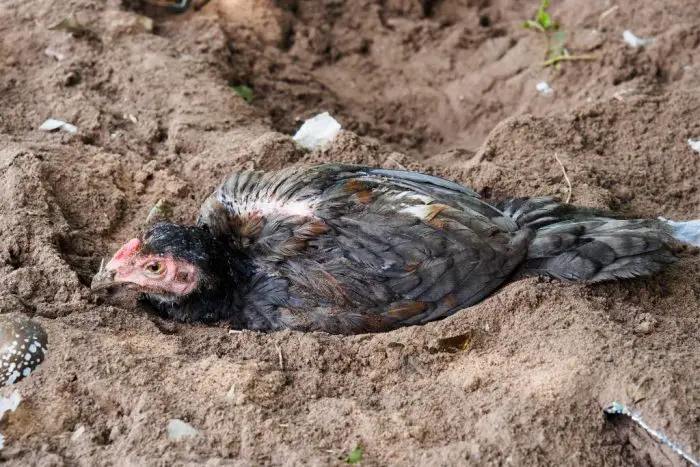 DUST BATHING CHICKEN. How to raise healthy chickens