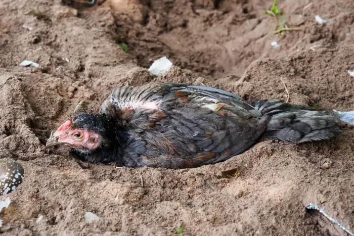 DUSTBATHING CHICKEN