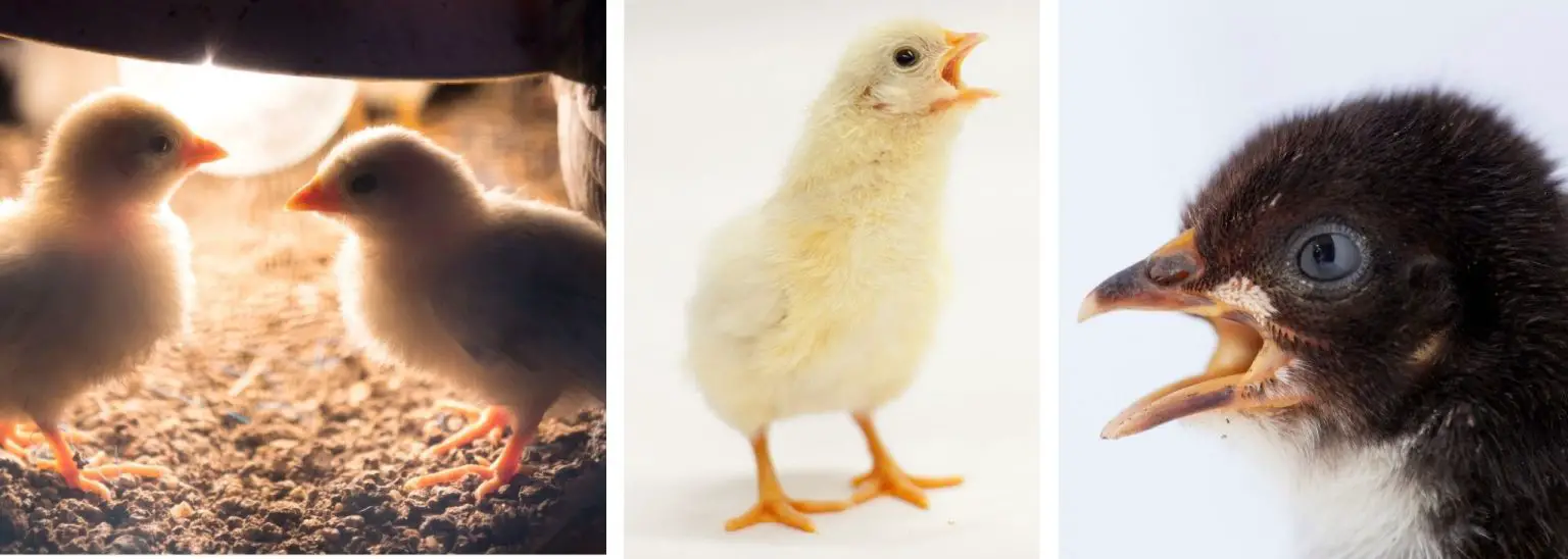 11 Quick Ways How to Calm a Stressed Baby Chick