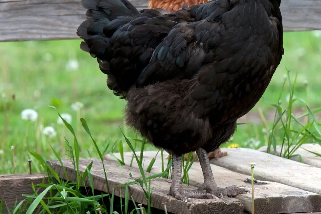 USING PALLETS IS A SIMPLE AND QUICK WAY TO GET YOUR CHICKENS OFF OF A MUDDY FLOOR.