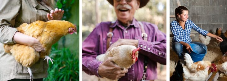 REASONS YOU SHOULD SPEND TIME WITH YOUR CHICKENS