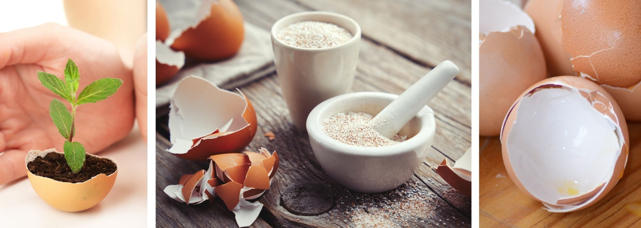 11 Really Important UsesWhy You Shouldn’t be Throwing Eggshells Away