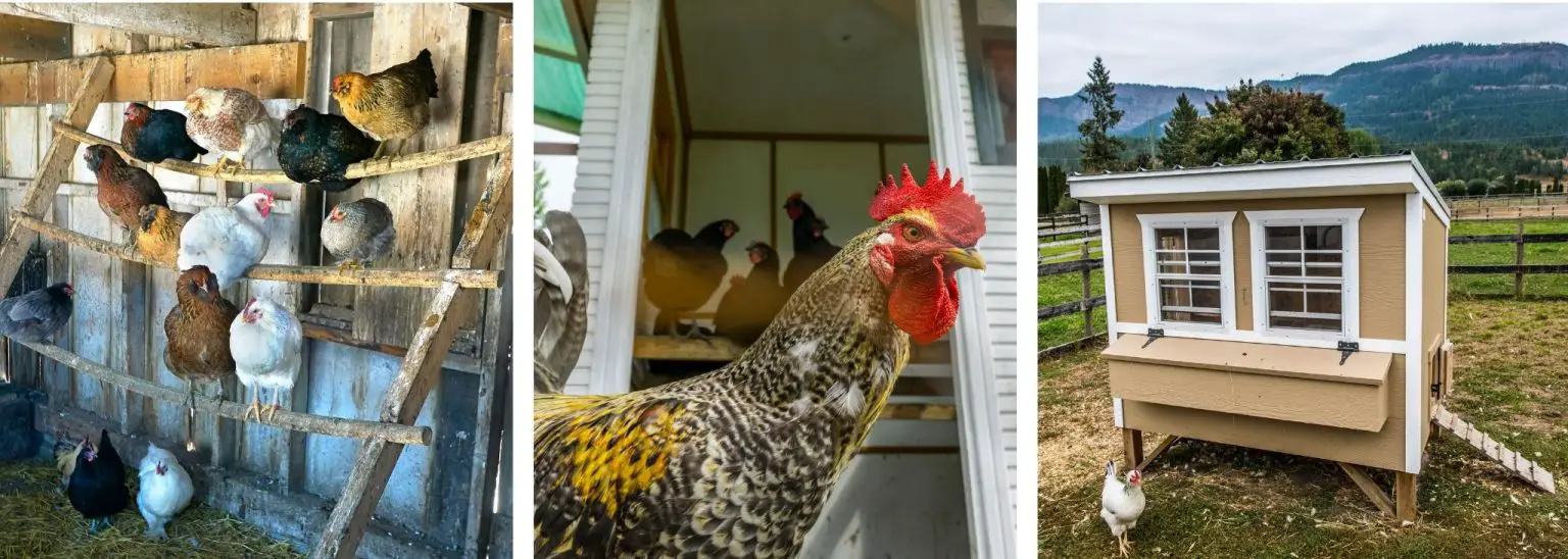 11 THINGS EVERY CHICKEN COOP SHOULD HAVE Backyard Chickens Mama