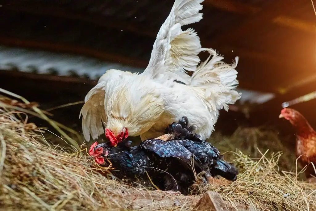 AGGRESSIVE ROOSTER MATING