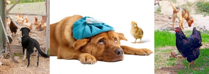 CAN DOGS GET SICK FROM CHICKENS