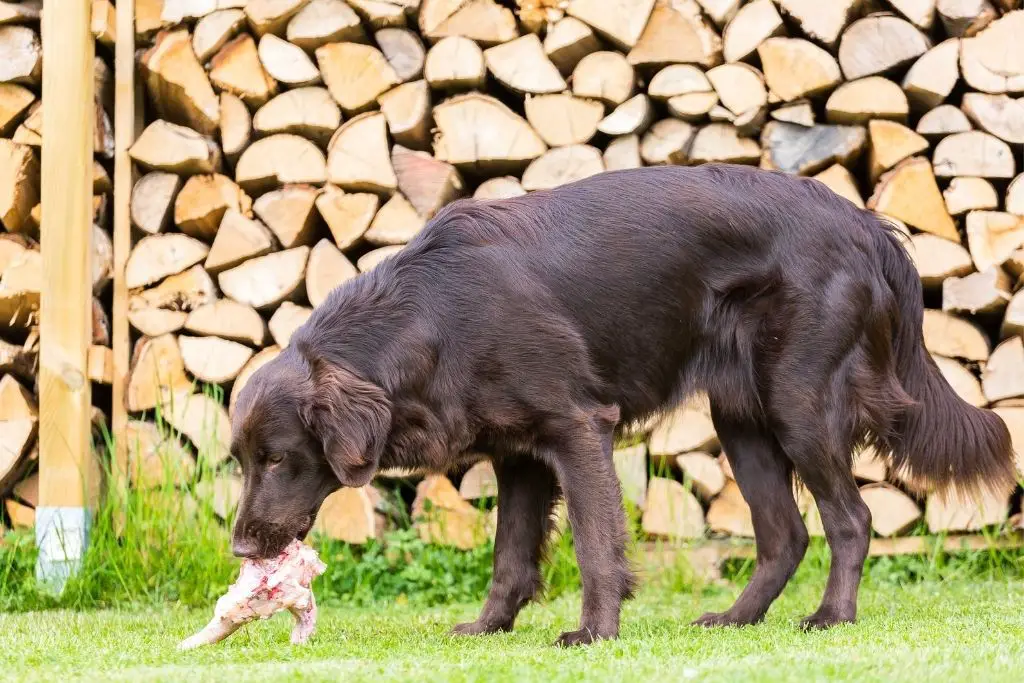 DOG EATING A CHICKEN.  Can dogs get sick from chickens?