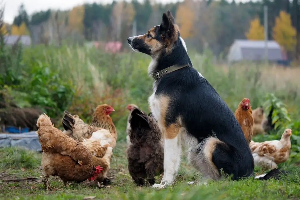 Can dogs get sick from chickens? Dog guarding chickens.
