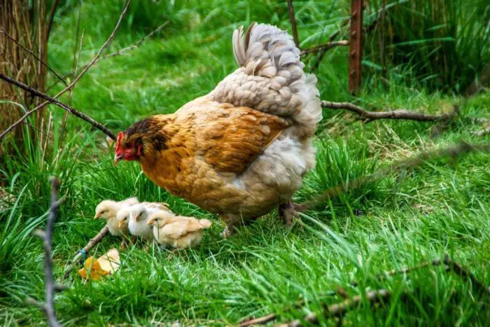 MAMA-HEN WITH BABY CHICKS