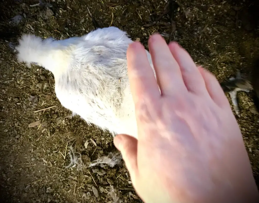 Why Do Chickens Squat Down 5 Fascinating Reasons