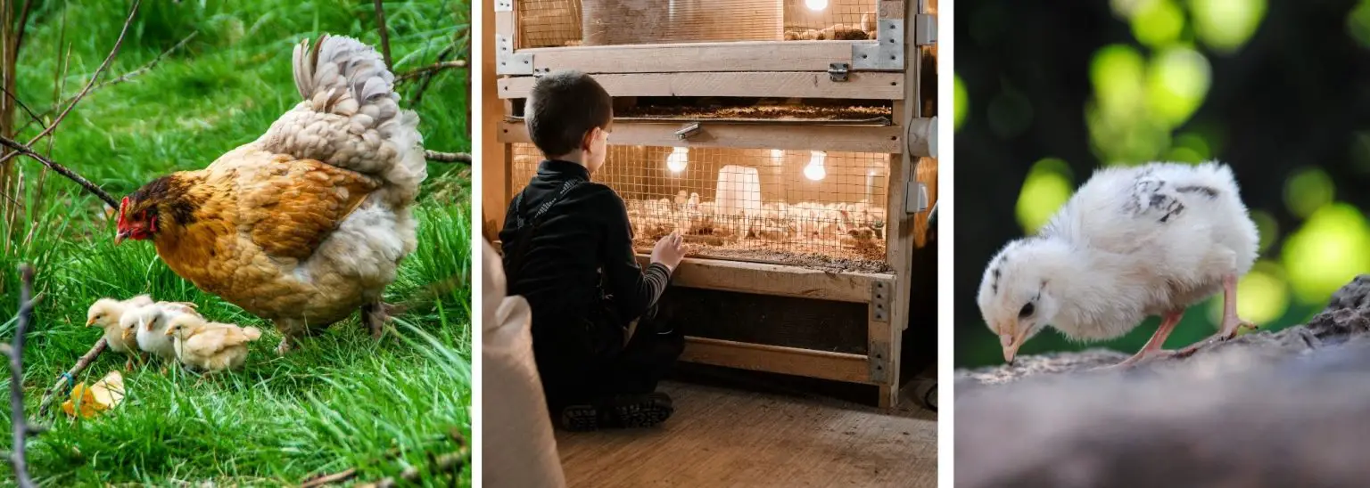 When Can Baby Chicks Go Outside? 5 Important Tips