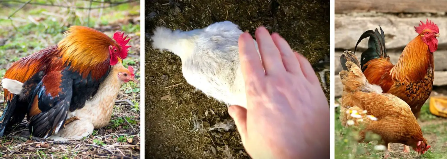 Why do chickens squat down? Backyard Chickens Mama