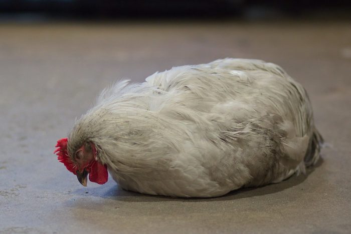 WRY-NECK-CHICKEN. How to tell if your chicken is unhealthy
