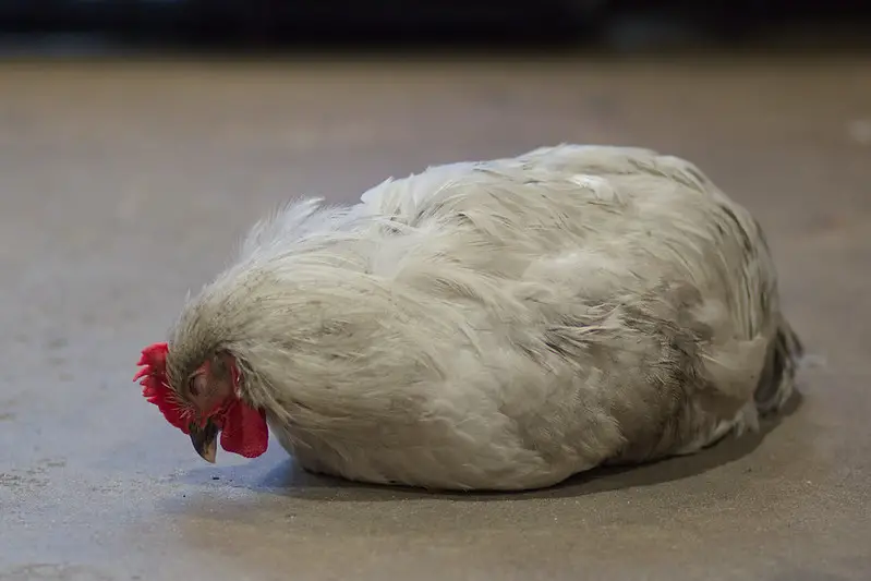 Wry neck chicken vitamin E Dosage.
WRY NECK CHICKEN HOW DO YOU TREAT WRY NECK IN CHICKENS?