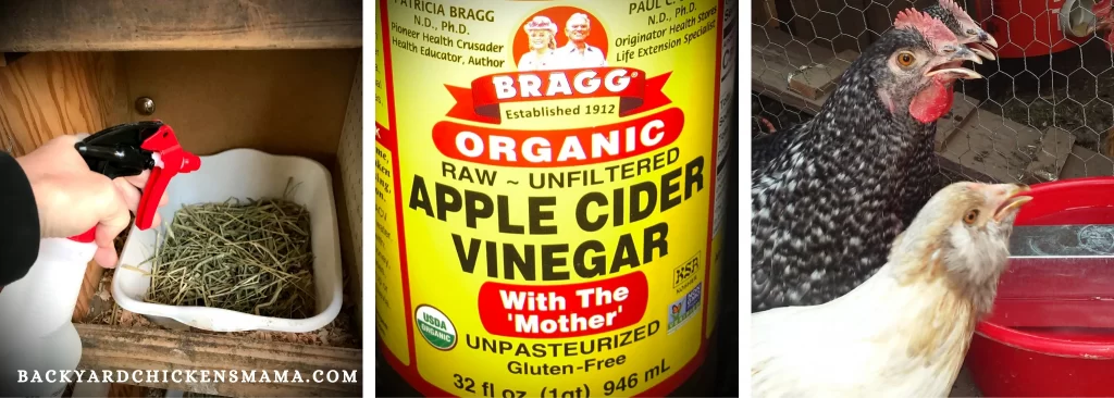 12 Uses of apple cider vinegar around your chicken coop-how to make your chickens happy, healthy and more productive