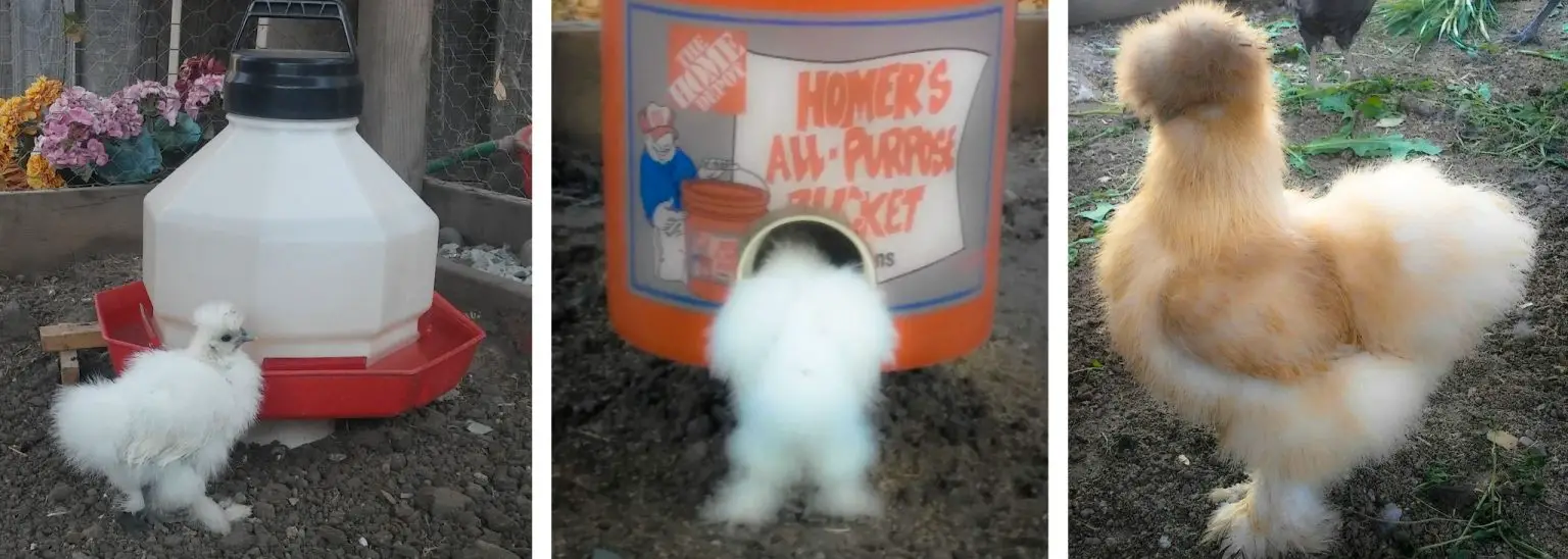 5 Big Differences Best Chicken Coop Setup for Silkies