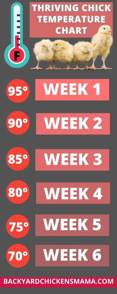 NEW CHICKS TEMPERATURE CHART