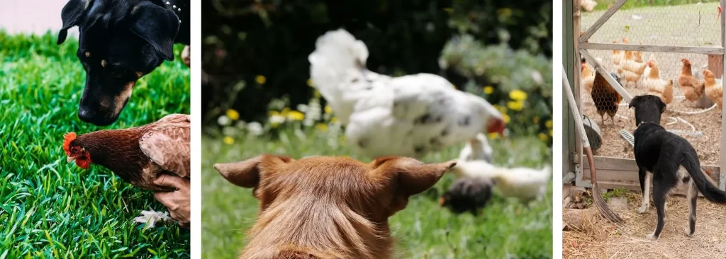What to do if a Dog Attacks Your Chickens