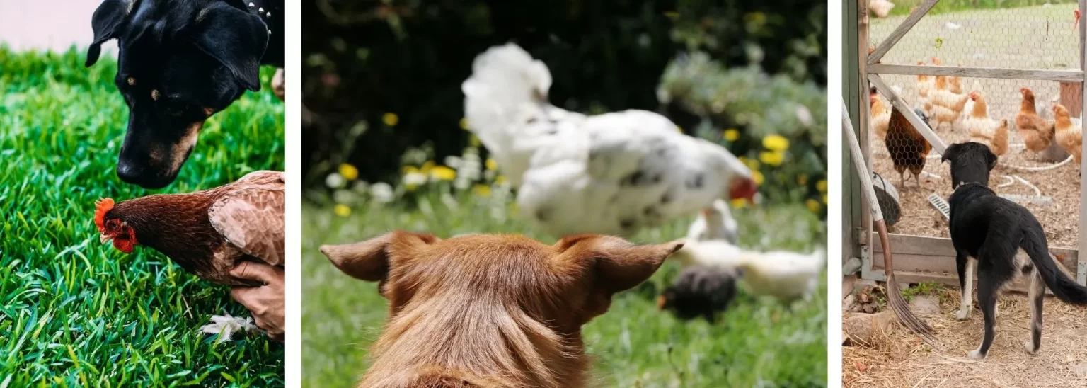 how to keep dog from killing neighbors chickens