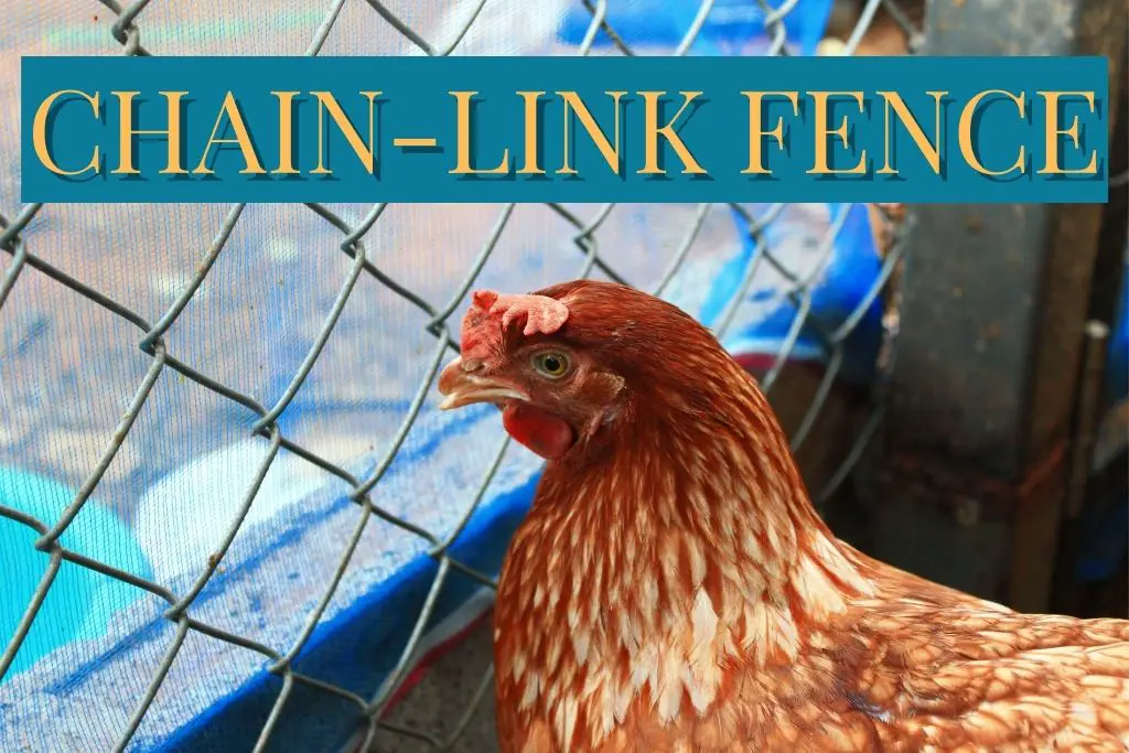 Using Chain-Link fencing to protect your chickens from predators.