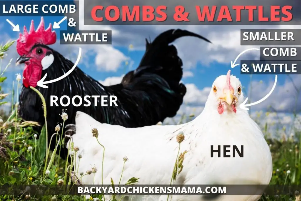 Comb and Wattle differences in Roosters and Hens