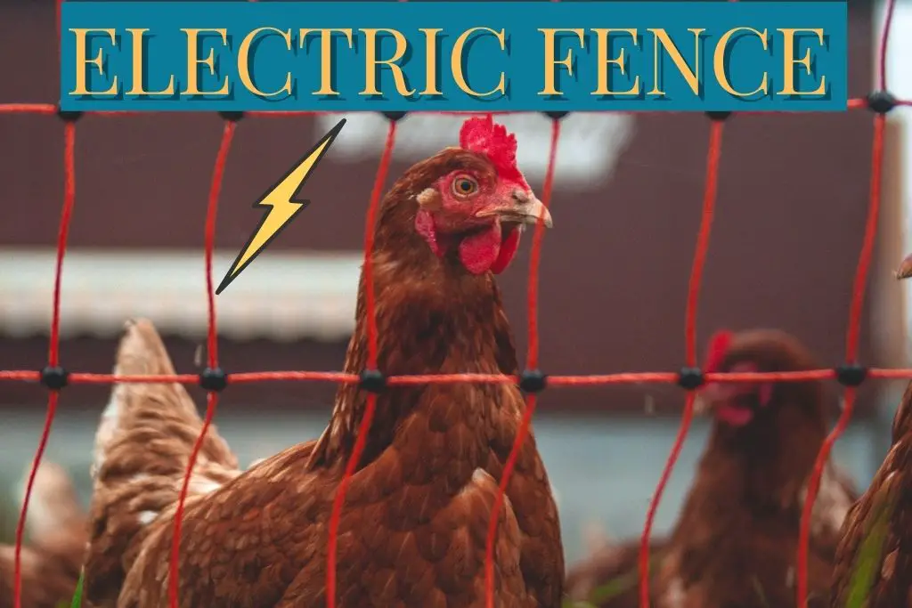 Using Electric Fence to protect your chickens from predators. Best fencing to protect chickens.