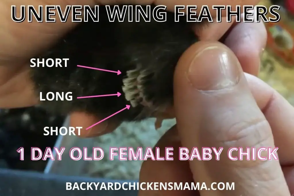 UNEVEN WING FEATHERS IN A ONE DAY OLD BABY CHICK USUALLY SIGNIFIES IT IS A FEMALE.