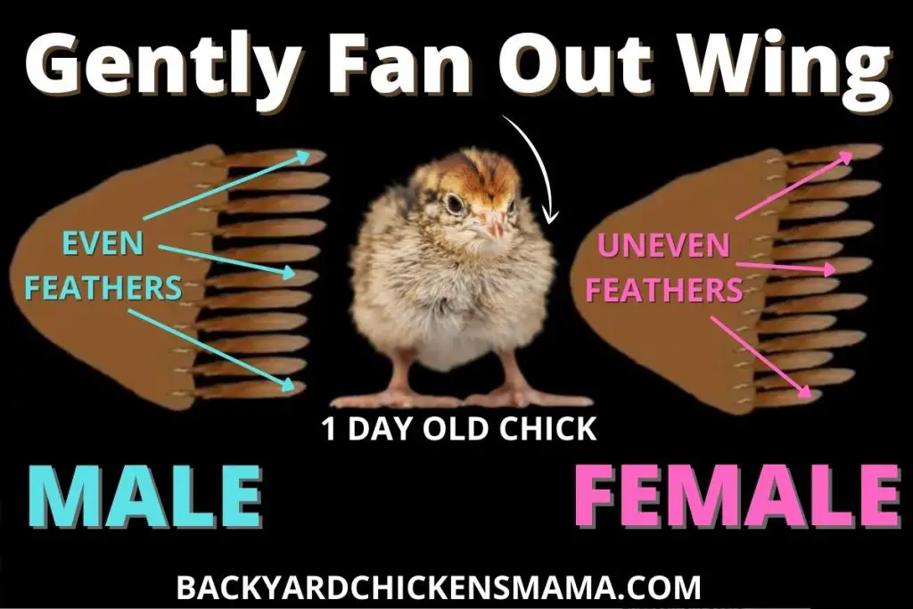 FEATHER SEXING MALE FEMALE CHICKS