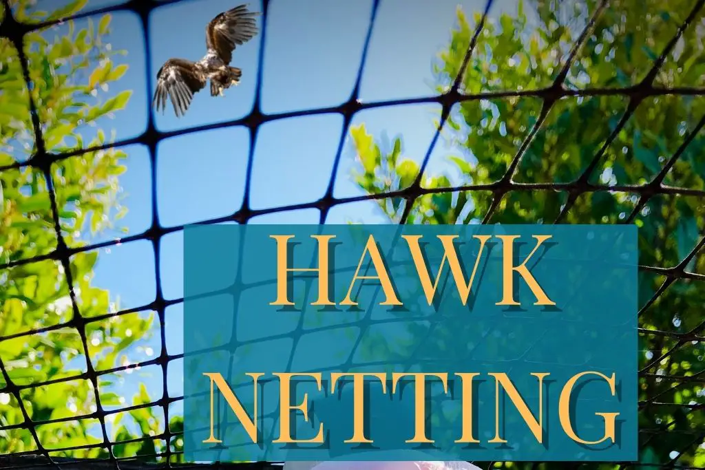 Using Hawk Netting for fencing to protect your chickens from predators.