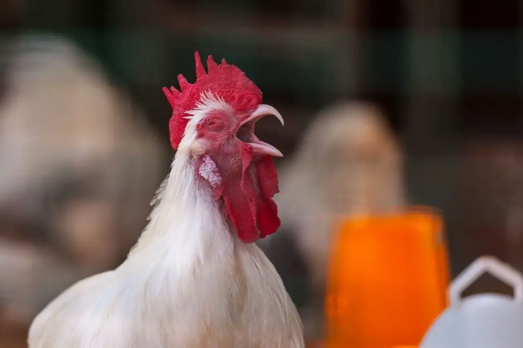 Roosters crow.  How to tell a rooster from a hen.