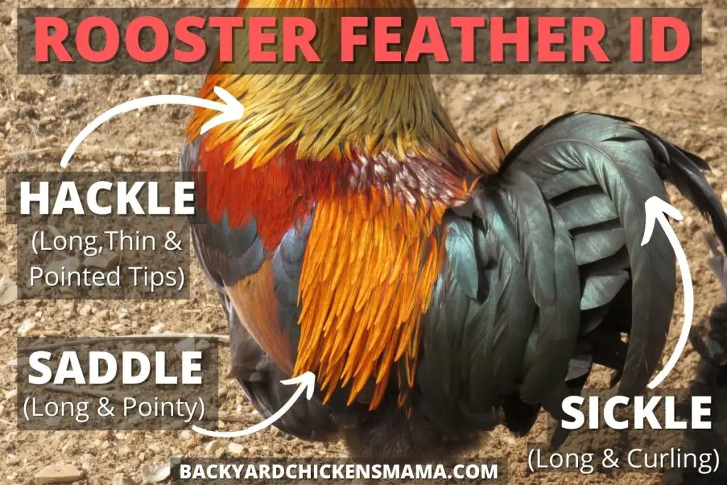 Rooster Feather ID.  Hackle feathers, saddles feathers and sickle feathers.