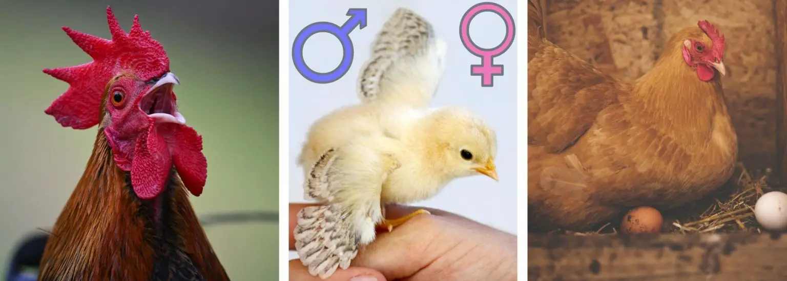 Baby Roster 10 Best Methods-How to Tell a Rooster from a Hen