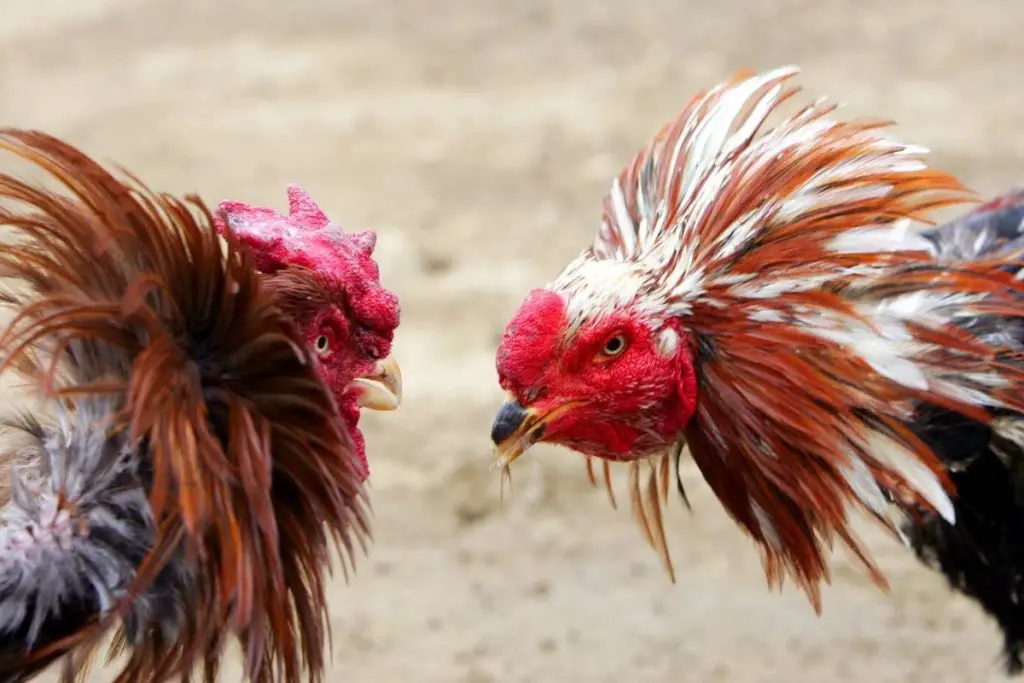 Roosters trying to establish pecking order, showing their hackles.