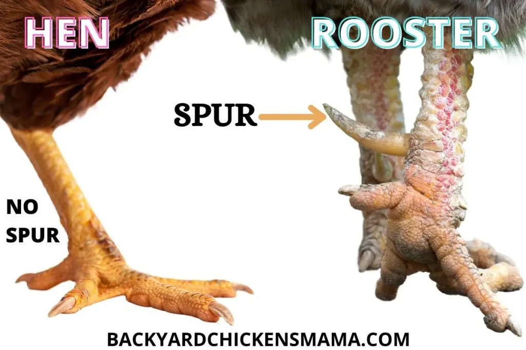 Roosters have spurs.  Most hens do not.