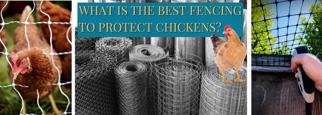 WHAT IS THE BEST FENCING TO PROTECT CHICKENS