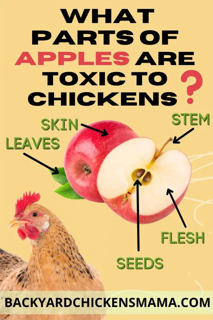 Can Chickens Eat Apples?