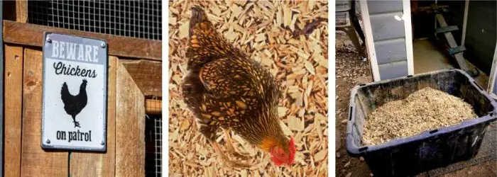 5 TIPS TO A BETTER SMELLING CHICKEN COOP