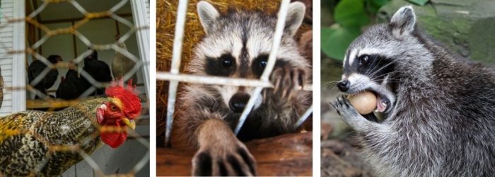 HOW DO I KNOW IF A RACCOON ATTACKED MY CHICKENS
