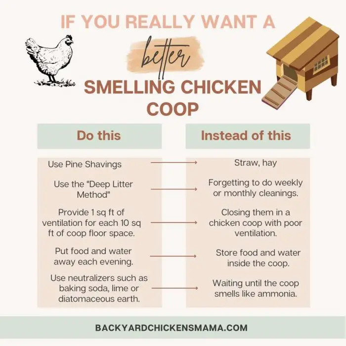 IFYOUREALLYWANTABETTERSMELLINGCHICKENCOOP1 Backyard Chickens