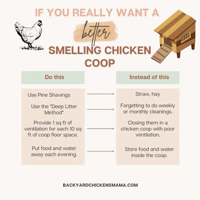 IFYOUREALLYWANTABETTERSMELLINGCHICKENCOOP Backyard Chickens Mama