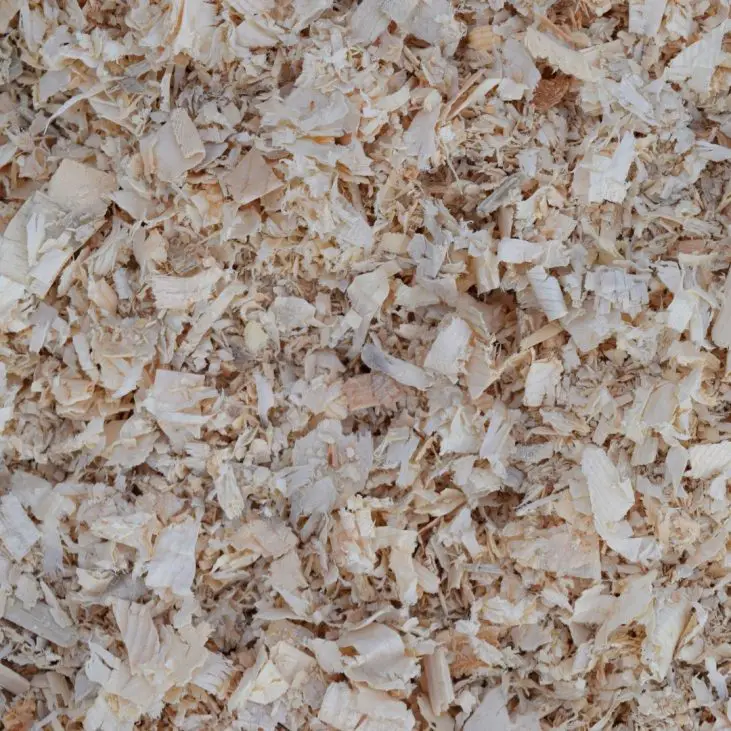 PINESHAVINGS Backyard Chickens Mama