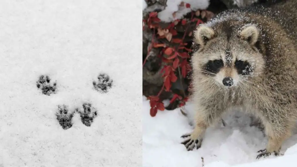 RACCOON FOOTPRINTS-HOW DO I KNOW IF A RACCON ATTACKED MY CHICKENS?