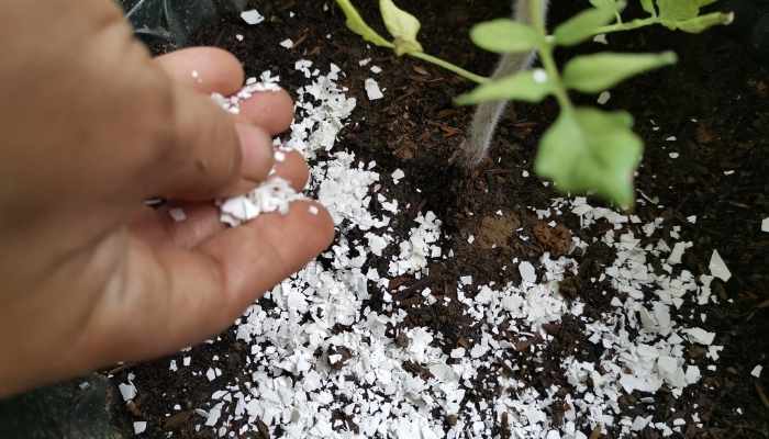 ADD EITHER CRUSHED OR POWDERED EGGSHELL MIXTURE TO YOUR GARDEN FOR A CALCIUM BOOST.