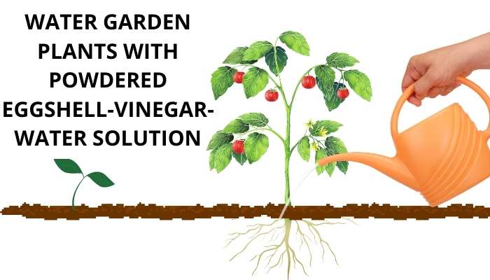 WATER GARDEN PLANTS WITH POWDERED EGGSHELL-VINEGAR-WATER SOLUTION.