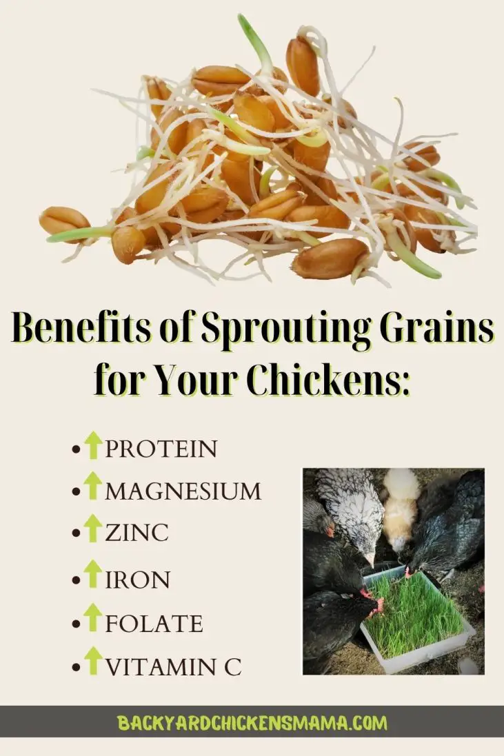 Are Sprouted Grains Better for Chickens? 5 Surprising Facts