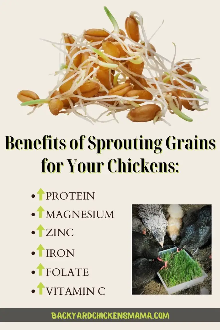 Are Sprouted Grains Better for Chickens? 5 Surprising Facts