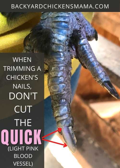WHEN TRIMMING A CHICKEN'S TOE NAILS, DON'T CUT THE QUICK, THE LIGHT-PINK BLOOD VESSEL.