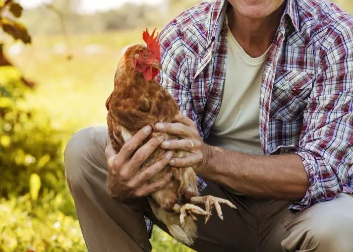 HOW TO TRIM A CHICKEN'S NAILS