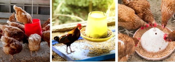 HOW TO REDUCE CHICKEN FEED WASTE